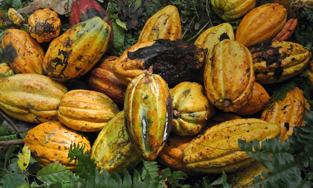 A harvest of cacao pods.