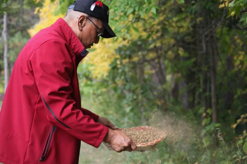 A man removing the husks from a tray full of wild rice.
