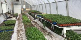 Plants growing in a green house.