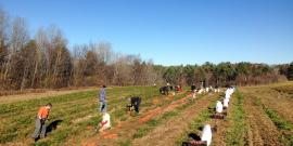 Salvation Farms gleaners.