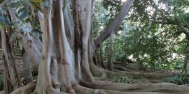 Buttress roots. Photo by Patti Neumann.