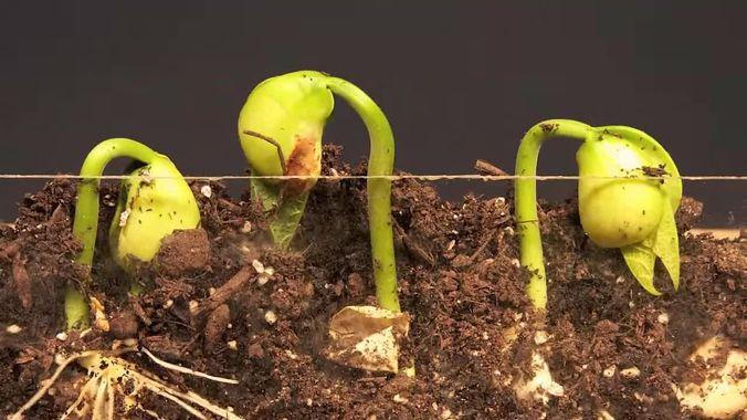 Lima Bean sprouts. Photo by David Marvin. CC BY 3.0