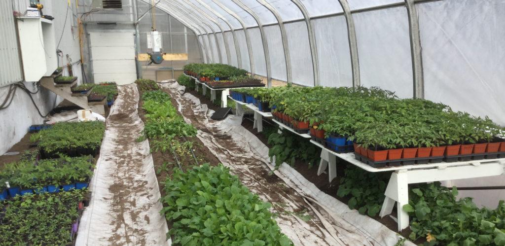 Plants growing in a green house.