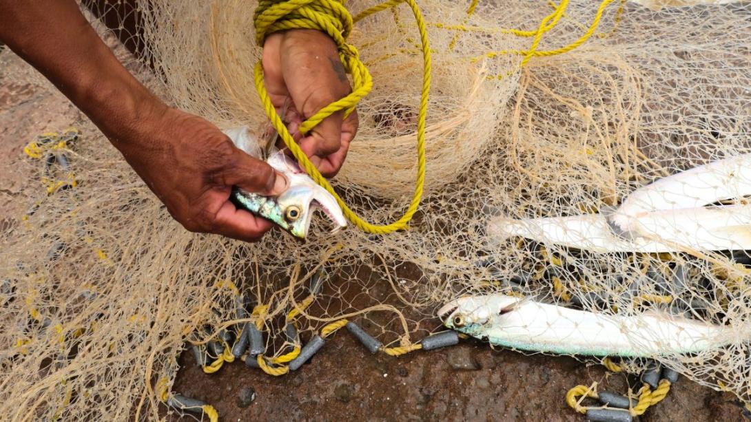Fish being removed from a net