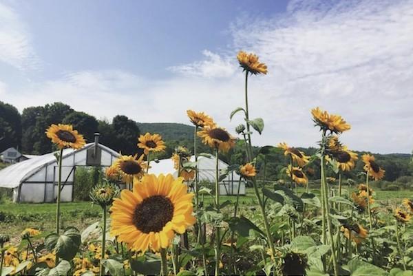 The Indian Line Farm. Photo courtesy of Amelia Holmes/Schumacher Center for New Economics
