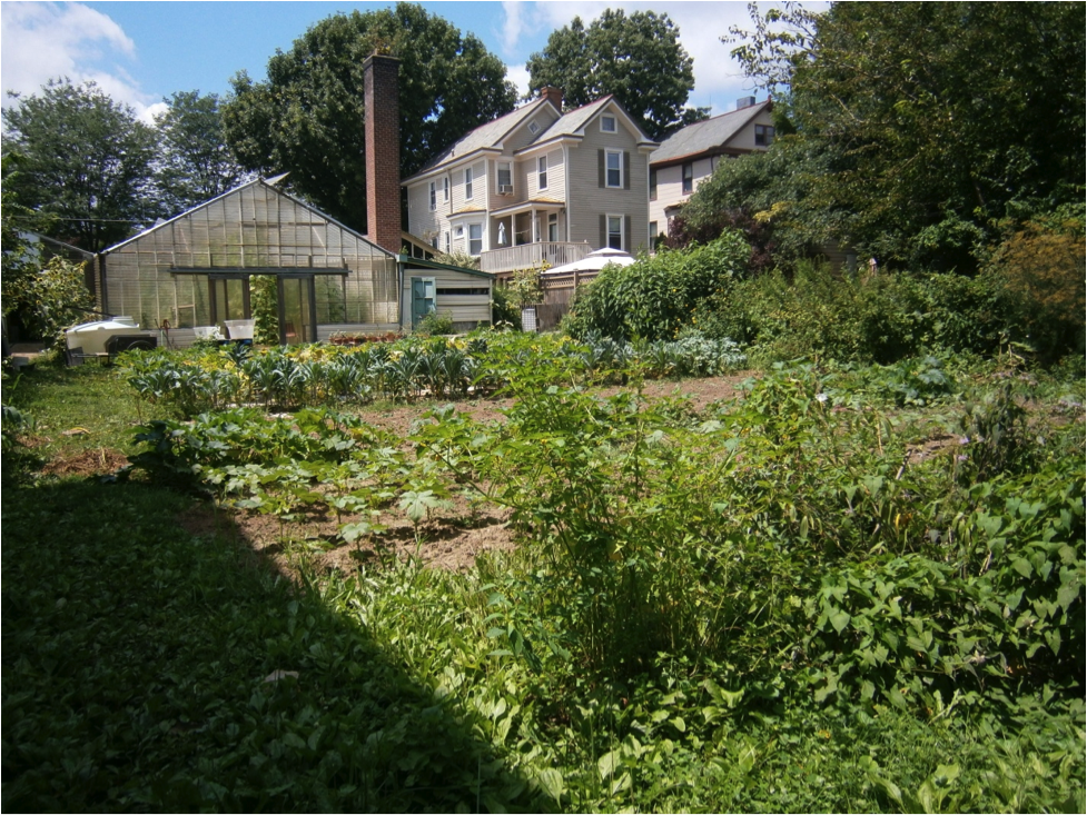 Plants behind CSA Greenhouse at Enright Ridge Urban Ecovillage