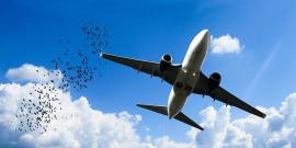 Plane with flock of birds. CC0