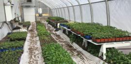 Plants growing in a green house.