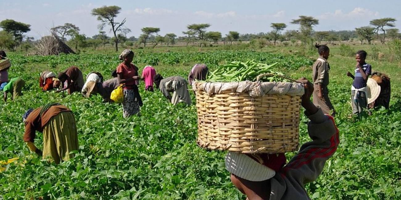 Farming Industry In South Africa Image To U farming-industry-in-south-africa-image-to-u