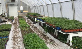 Plants growing in a green house.