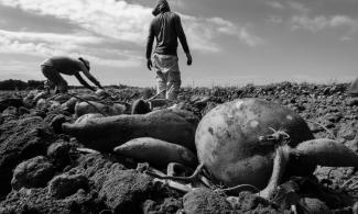 Sweet Potato harvest. Photo via Federation of Southern Cooperatives.