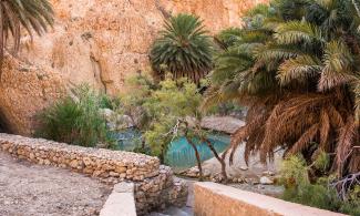 Tunisian oasis. Image via Pixabay.