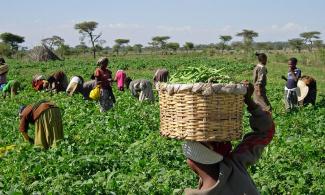 Women and children pick green beans at the Dodicha Vegetable Cooperative in Ethiopia. photo credit: K. Stefanova/USAID.