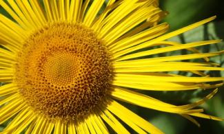 Inula Orientalis. Photo by <a href="https://www.flickr.com/photos/henry_hemming/14704790151/" target="_blank">Henry Hemming</a> CC BY 2.0