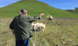 Herrera feeding the sheep of New Hope Farm in Pinole, California
