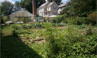 Plants behind CSA Greenhouse at Enright Ridge Urban Ecovillage